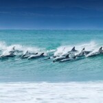 Jeffreys-Bay-Dolphins
